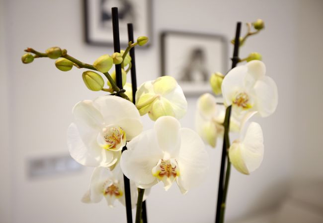 Apartamento en Madrid - Charming Malasaña Apartamento en Madrid - Charming Malasaña